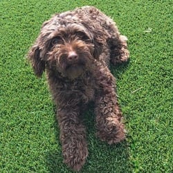 Photo of Gingersnap 0087, adoptable Poodle (Miniature) in Loxahatchee, Florida