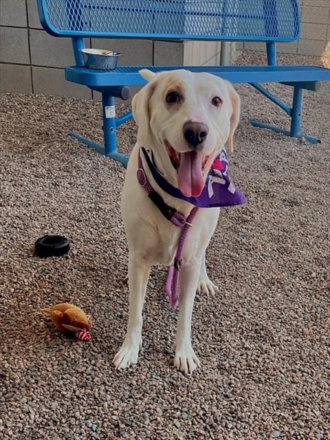 Photo of Maybelline, adoptable Labrador Retriever in Mesa, Arizona