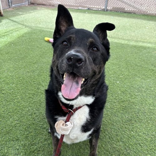 Photo of Thelma, adoptable Australian Shepherd in Phoenix, Arizona