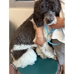 Photo of Oden, adoptable Poodle (Standard) in Chatsworth, California