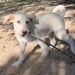 Photo of Kiruna, adoptable Goldendoodle Labradoodle in Johnston, Rhode Island