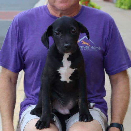 Photo of Adorable Labs Roy, adoptable Labrador Retriever in Chantilly, Virginia