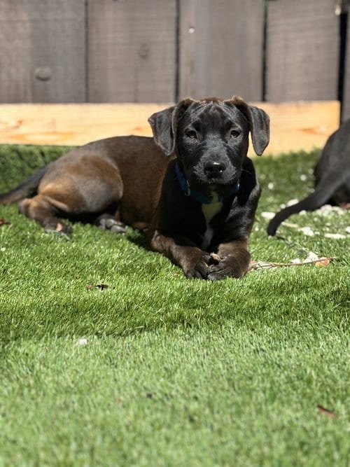 Photo of Mozy, adoptable Pit Bull Terrier in Chula Vista, California