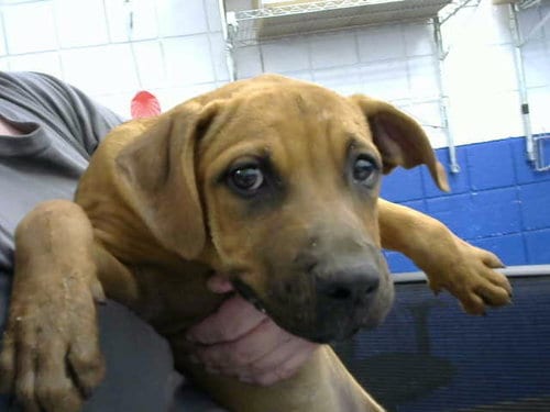 Photo of Flower, adoptable American Pit Bull Terrier in Albuquerque, New Mexico