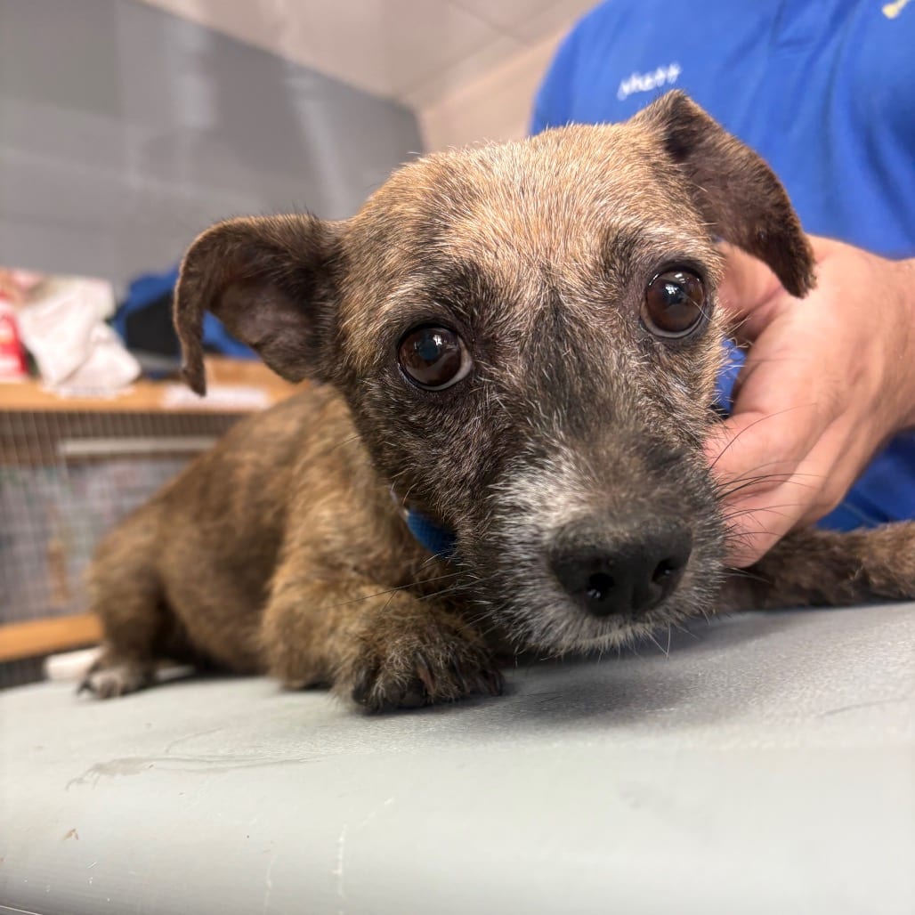 Photo of Kim Tate - Chino Hills Location, adoptable Terrier / Mix