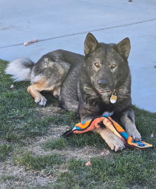 Photo of Tyson aka Wolfie, adoptable German Shepherd Dog in MIDWAY, Utah