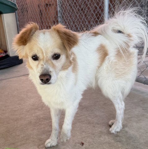 Photo of Murphy, adoptable Terrier in Redlands, California