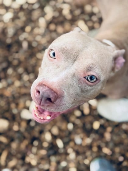 Photo of Babes, adoptable dog in Atlanta, Georgia