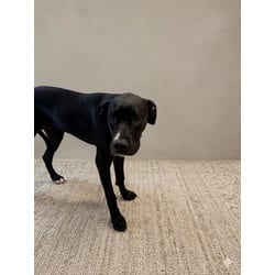 Photo of Dema, adoptable American Staffordshire Terrier Great Dane in Doral, Florida