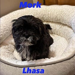 Photo of Mork, adoptable Lhasa Apso in Union Grove, Wisconsin