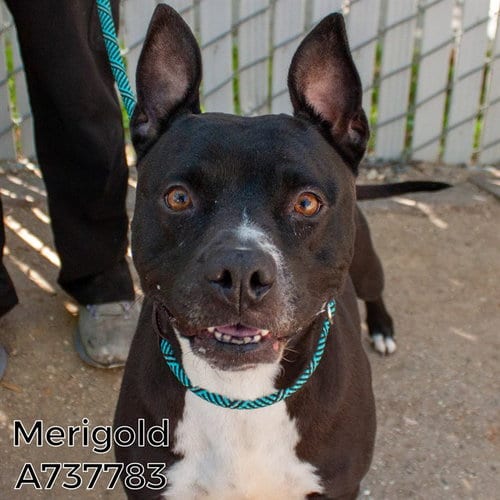Photo of Merigold, adoptable Pit Bull Terrier in Sacramento, California