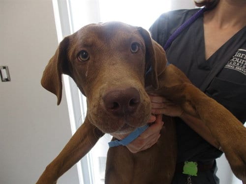 Photo of Bruna, adoptable American Staffordshire Terrier in Ocala, Florida