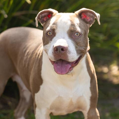 Photo of Barbie, adoptable Pit Bull Terrier in Camarillo, California
