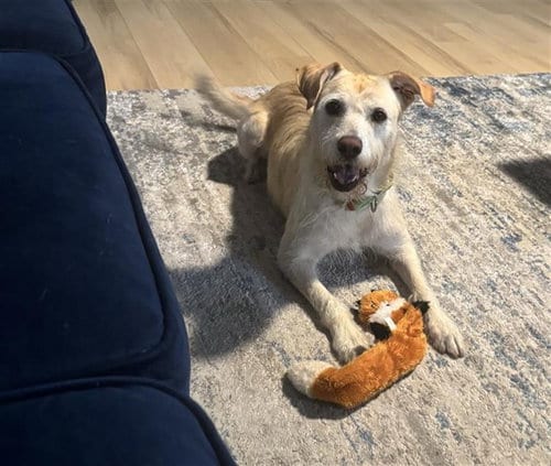 Photo of Guera, adoptable Labrador Retriever in Corpus Christi, Texas