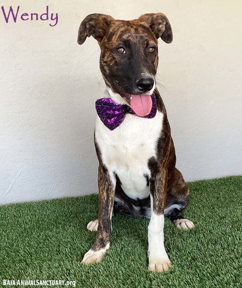 Photo of Wendy, adoptable Dutch Shepherd in San Diego, California