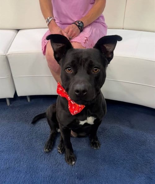 Photo of Oso, adoptable Labrador Retriever in Tallahassee, Florida