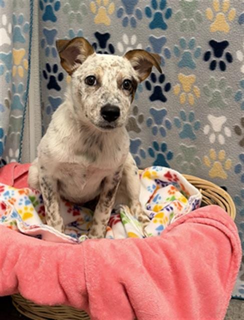 Photo of Agatha, adoptable Australian Cattle Dog/Blue Heeler in Rosenberg, Texas