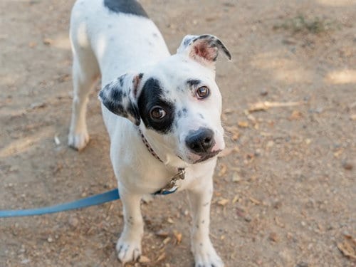 Photo of Tess, adoptable Terrier in Martinez, California
