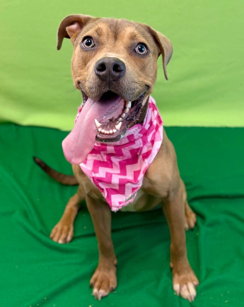 Photo of Deuce, adoptable Pit Bull Terrier in Nacogdoches, Texas