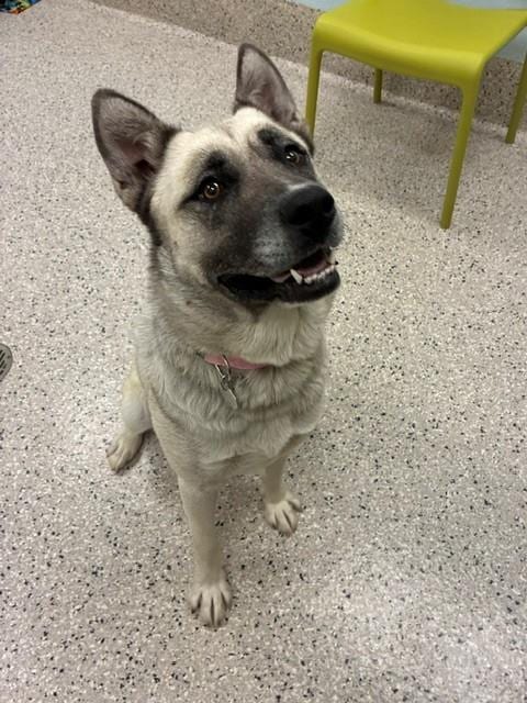 Photo of Nashville, adoptable Siberian Husky in Brighton, Colorado