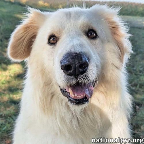 Photo of JJ in OH - Lovable & Loyal Companion, adoptable Great Pyrenees in Beacon, New York