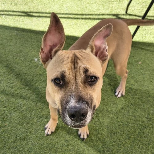 Photo of Squiggles, adoptable American Pit Bull Terrier in Phoenix, Arizona