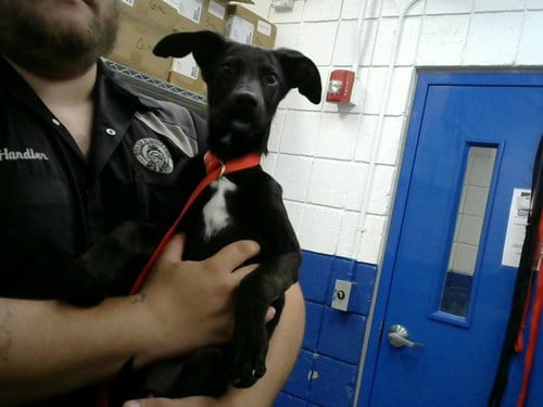 Photo of Hostess, adoptable Labrador Retriever in Albuquerque, New Mexico