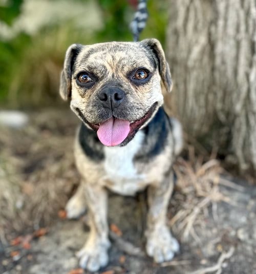 Photo of Rotisserie, adoptable Pug in Romoland, California