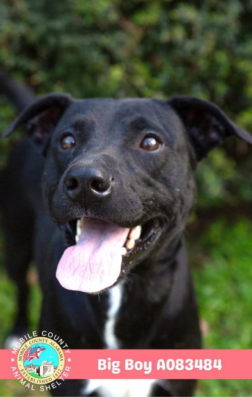 Photo of Big Boy, adoptable Labrador Retriever in Mobile, Alabama