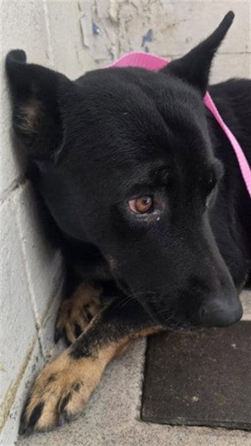 Photo of Grayson, adoptable German Shepherd Dog in San Bernardino, California