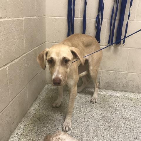 Photo of A433448, adoptable Labrador Retriever in Conroe, Texas
