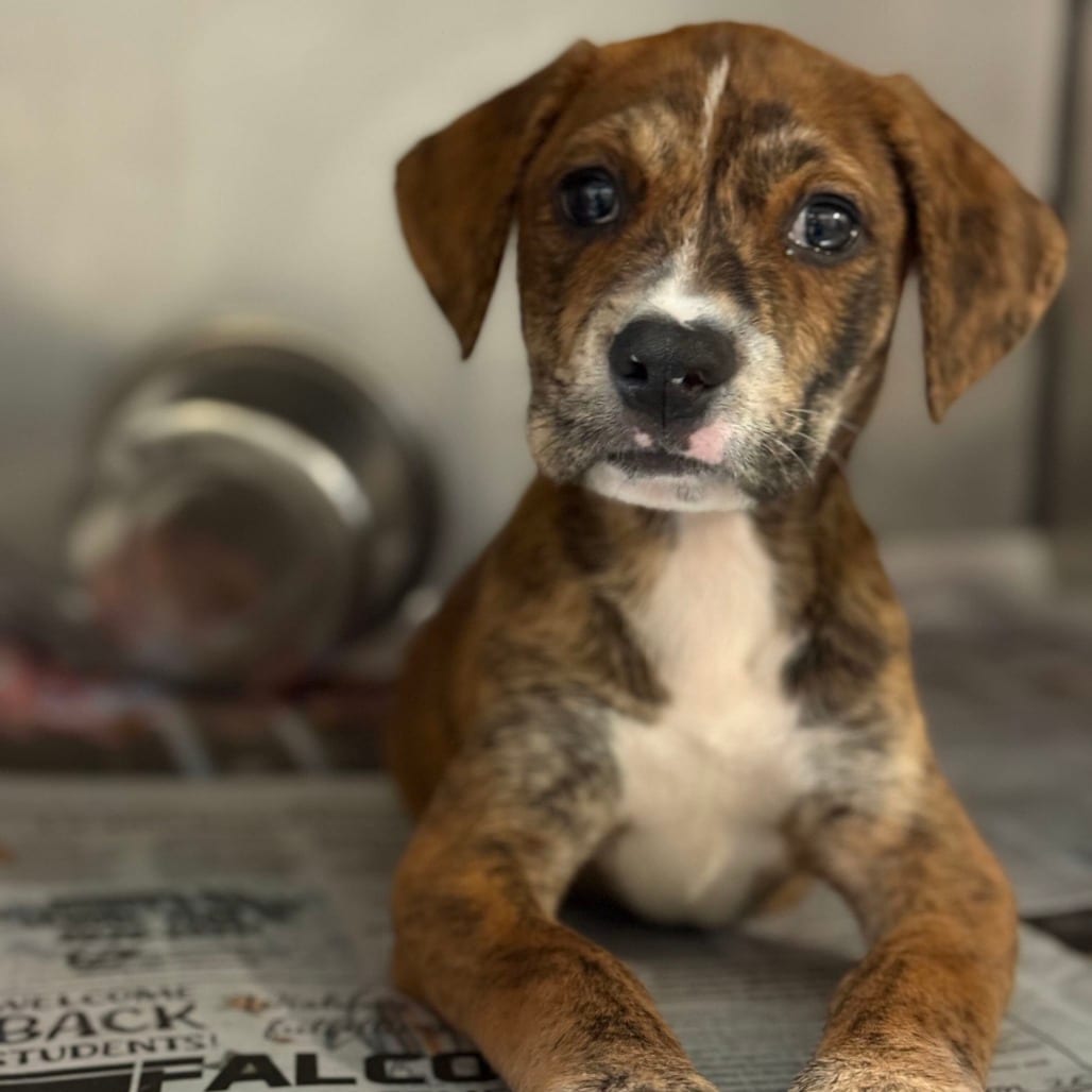Photo of Mimmi, adoptable Terrier / Mix in San Antonio, Texas