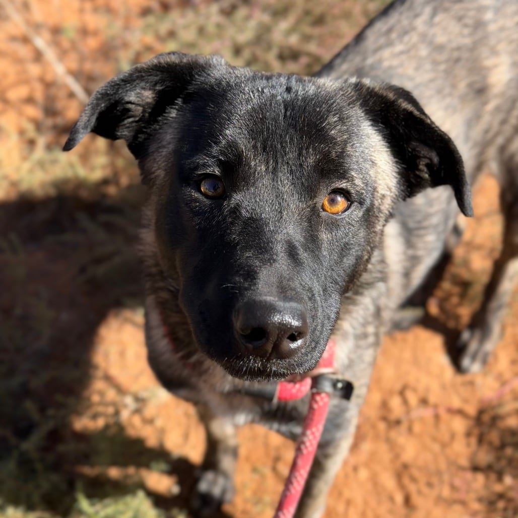 Photo of Greta, adoptable Shepherd / Mix in Kanab, Utah