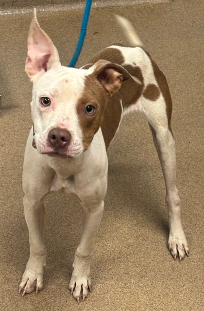 Photo of License Plate, adoptable dog in Chamblee, Georgia