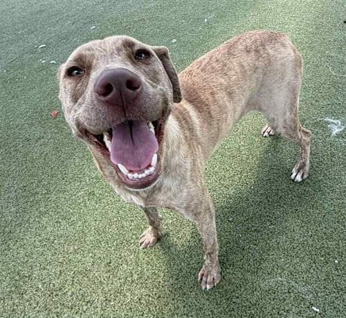 Photo of Spice, adoptable American Pit Bull Terrier in Pasadena, Texas