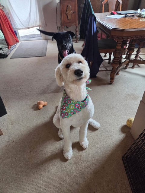 Photo of Dashie, adoptable Poodle (Standard) in San Diego, California