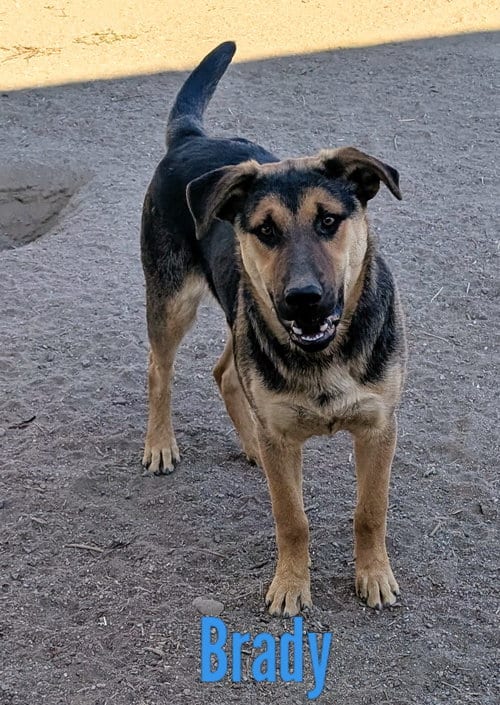 Photo of Brady, adoptable Shepherd in Yreka, California