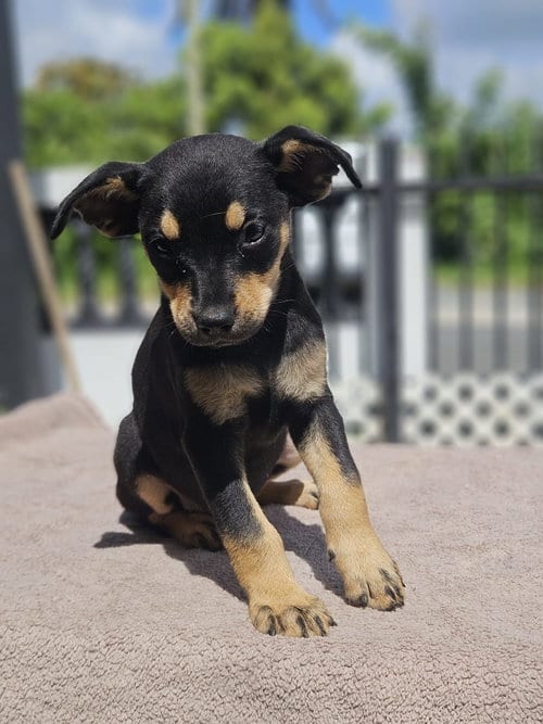 Photo of Bacon/Judah, adoptable Miniature Pinscher in Virginia Beach, Virginia
