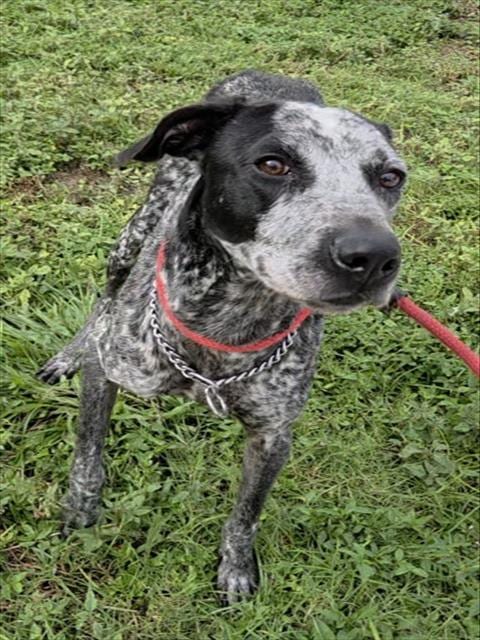 Photo of Benny #3, adoptable Catahoula Leopard Dog in Fort Lauderdale, Florida