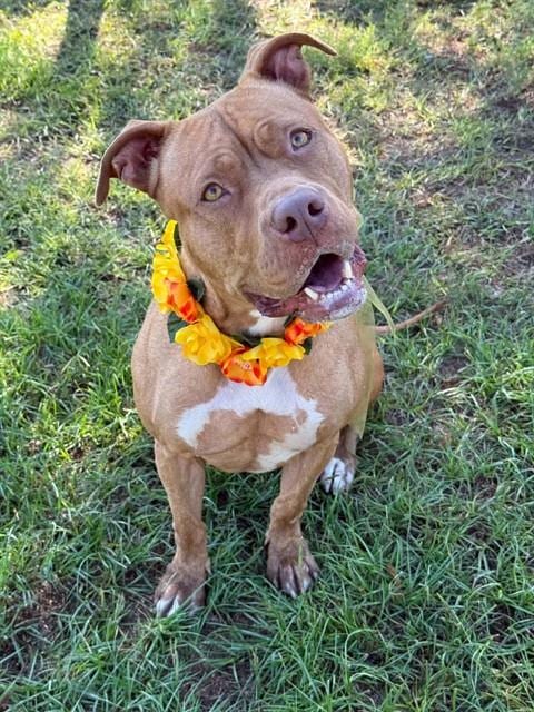Photo of Finch, adoptable American Staffordshire Terrier in Conroe, Texas