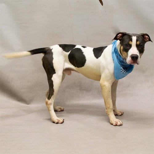 Photo of Bravo, adoptable Terrier in Sanford, Florida