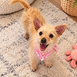 Photo of Connie, adoptable Cairn Terrier Terrier (Unknown Type, Medium) in Phoenix, Arizona