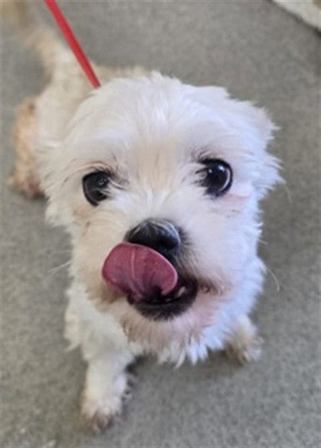 Photo of Wendy, adoptable Poodle (Miniature) in San Bernardino, California