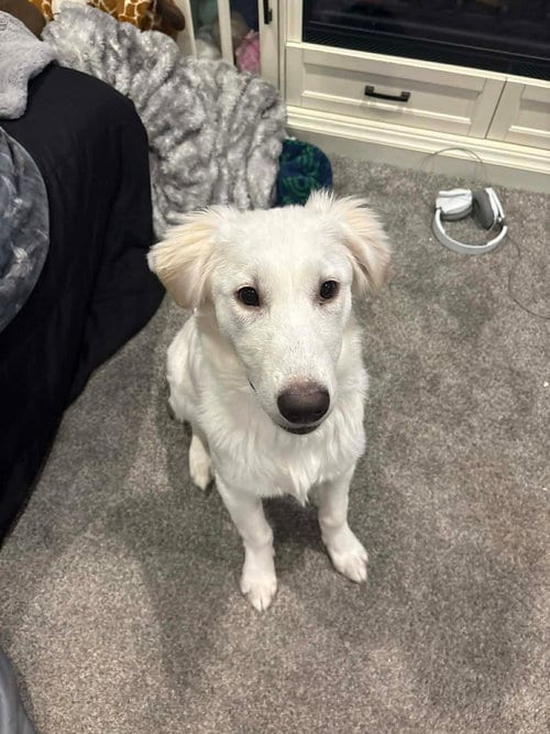 Photo of Ariel, adoptable Great Pyrenees in Bountiful, Utah