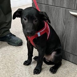 Photo of Shady, adoptable Labrador Retriever in Ringgold, Georgia