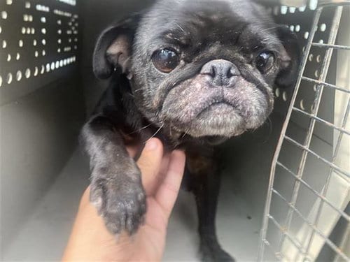 Photo of Francis, adoptable Pug in San Antonio, Texas