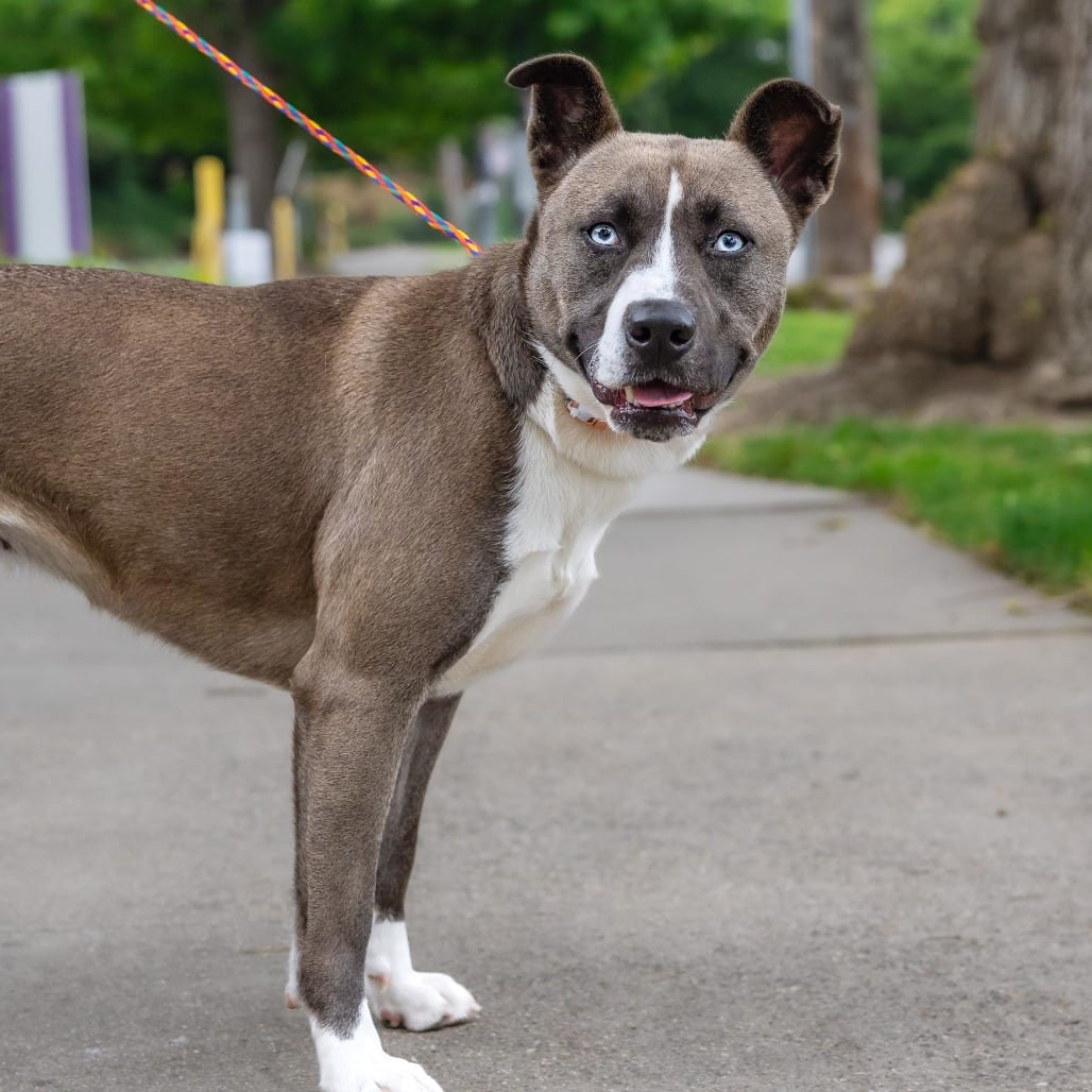 Photo of Lucy, adoptable Terrier, Pit Bull / Husky in California, California