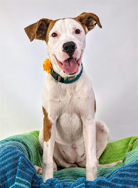 Photo of Willow, adoptable Pit Bull Terrier in Thousand Palms, California