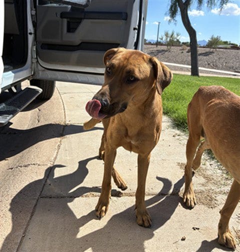 Photo of Frodo, adoptable Black Mouth Cur in Phoenix, Arizona