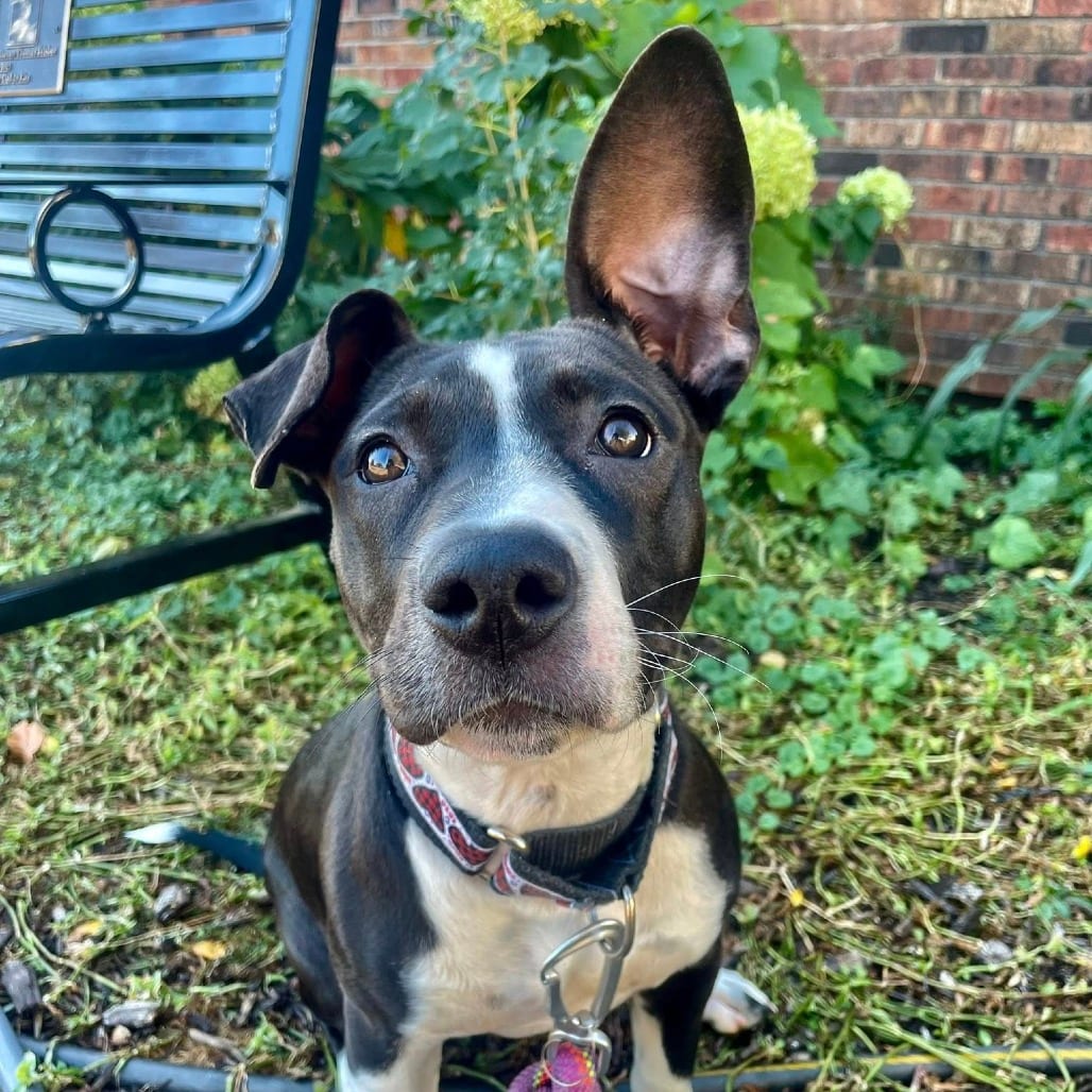 Photo of Meredith, adoptable Mixed Breed (Medium) in St. Louis, Missouri